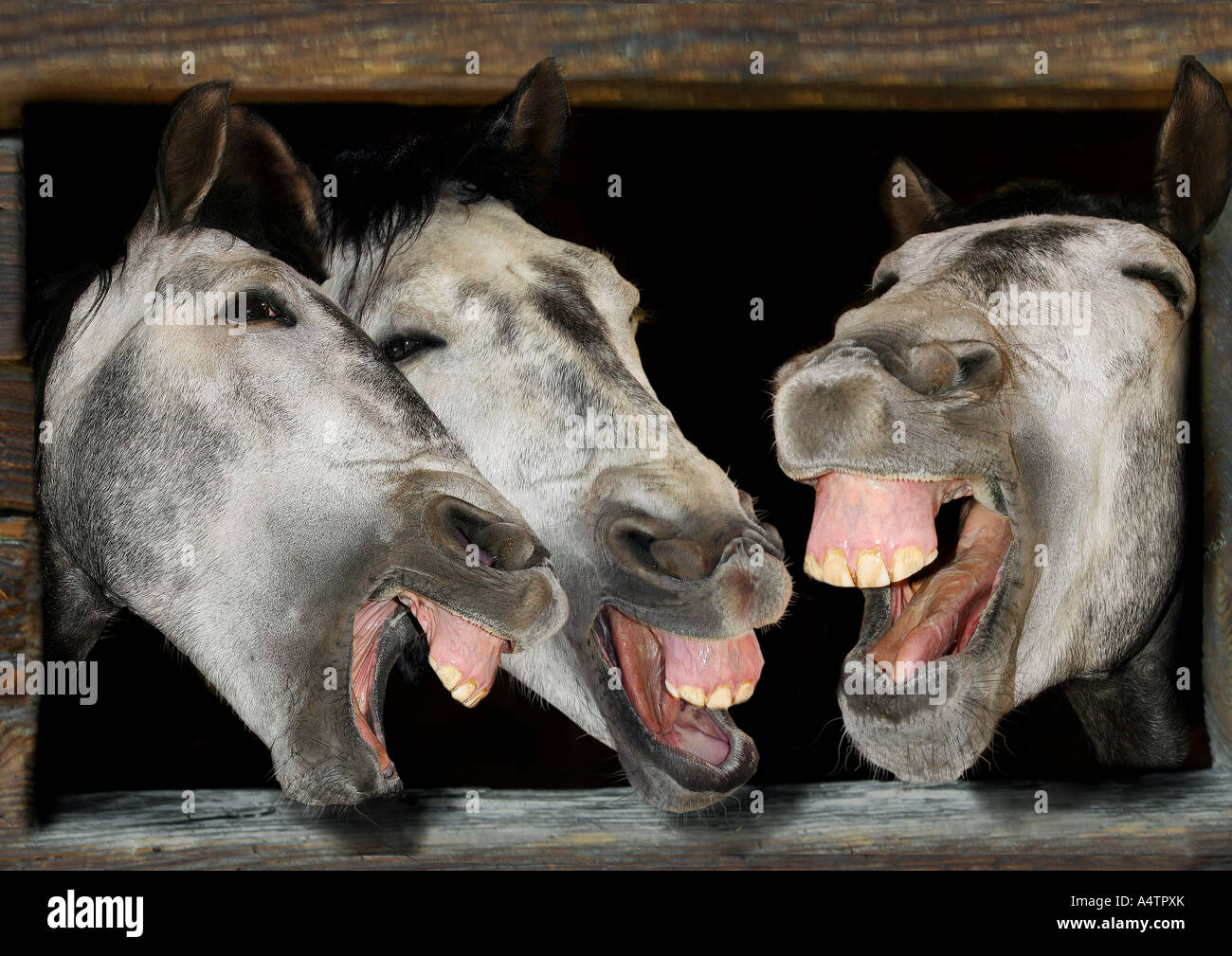 Domestic Horse. Three individuals laughing Stock Photo