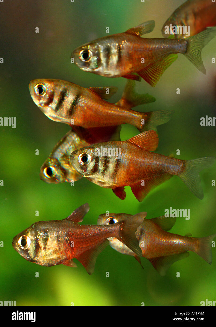 flame tetras / Hyphessobrycon flammeus Stock Photo