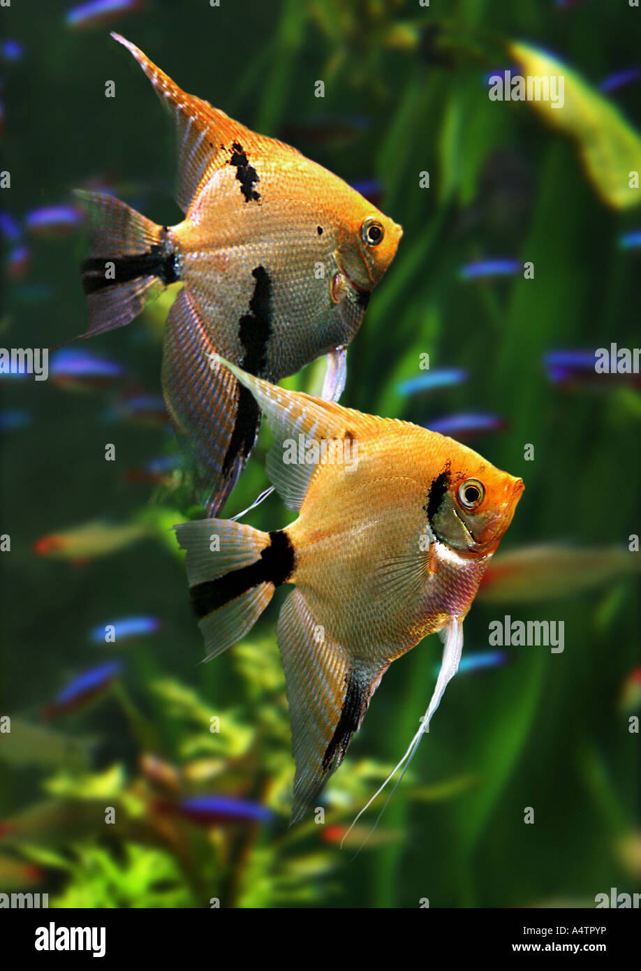 Anglefish Stock Photos & Anglefish Stock Images - Alamy