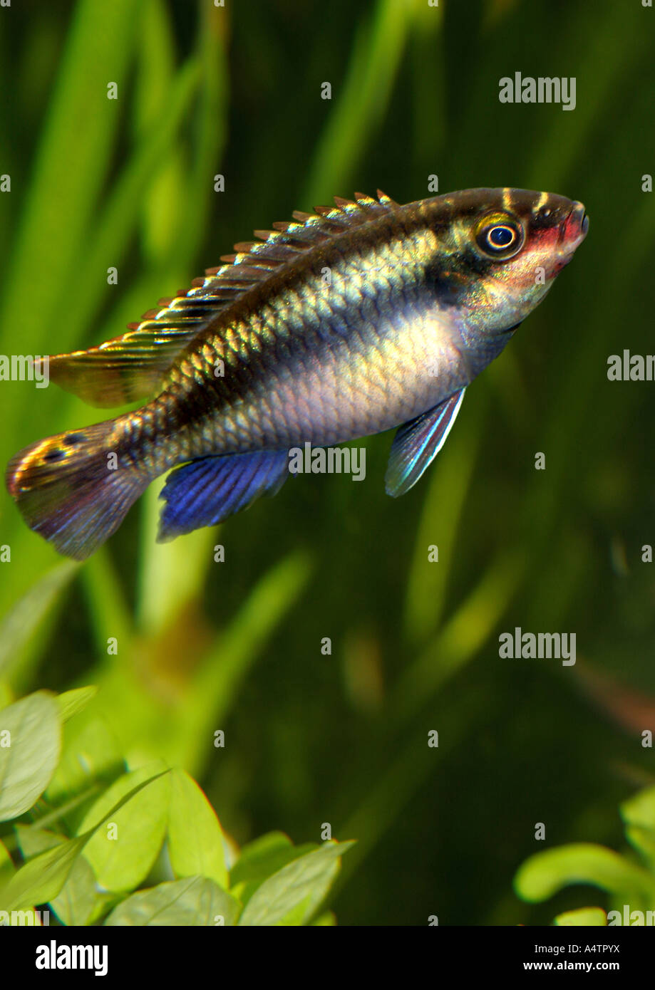 purple cichlid / Pelvicachromis pulcher Stock Photo