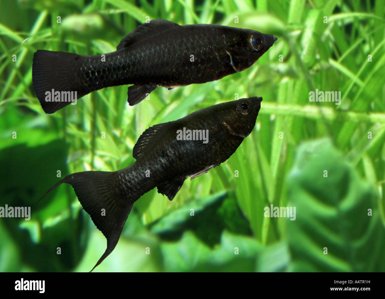 Black Molly (Poecilia sphenops). Two fishes under water Stock Photo