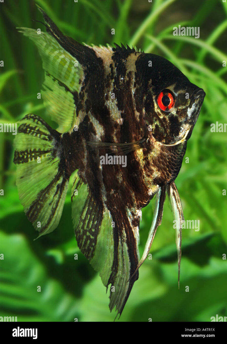 Anglefish fish hi-res stock photography and images - Alamy