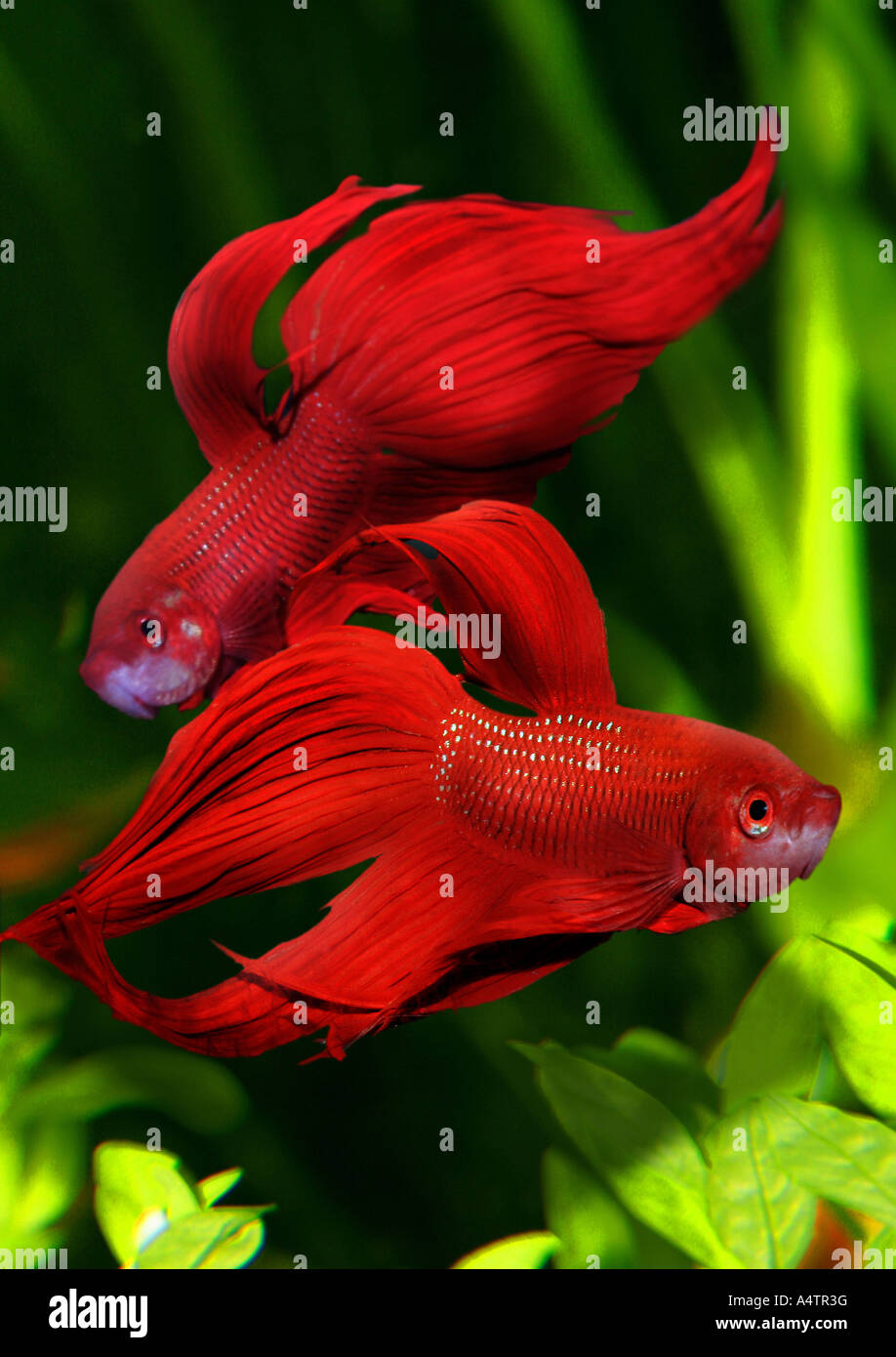 two fighting fishes / Betta Stock Photo
