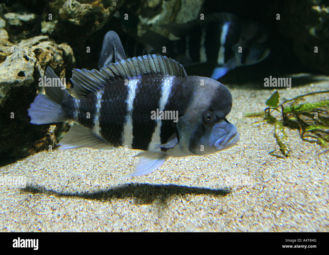 Tanganyika bumpkin head (Ciphotilapia frontosa)‘.  Tanganyika Bumpkin Head (Ciphotilapia frontosa). Single fish under water Stock Photo