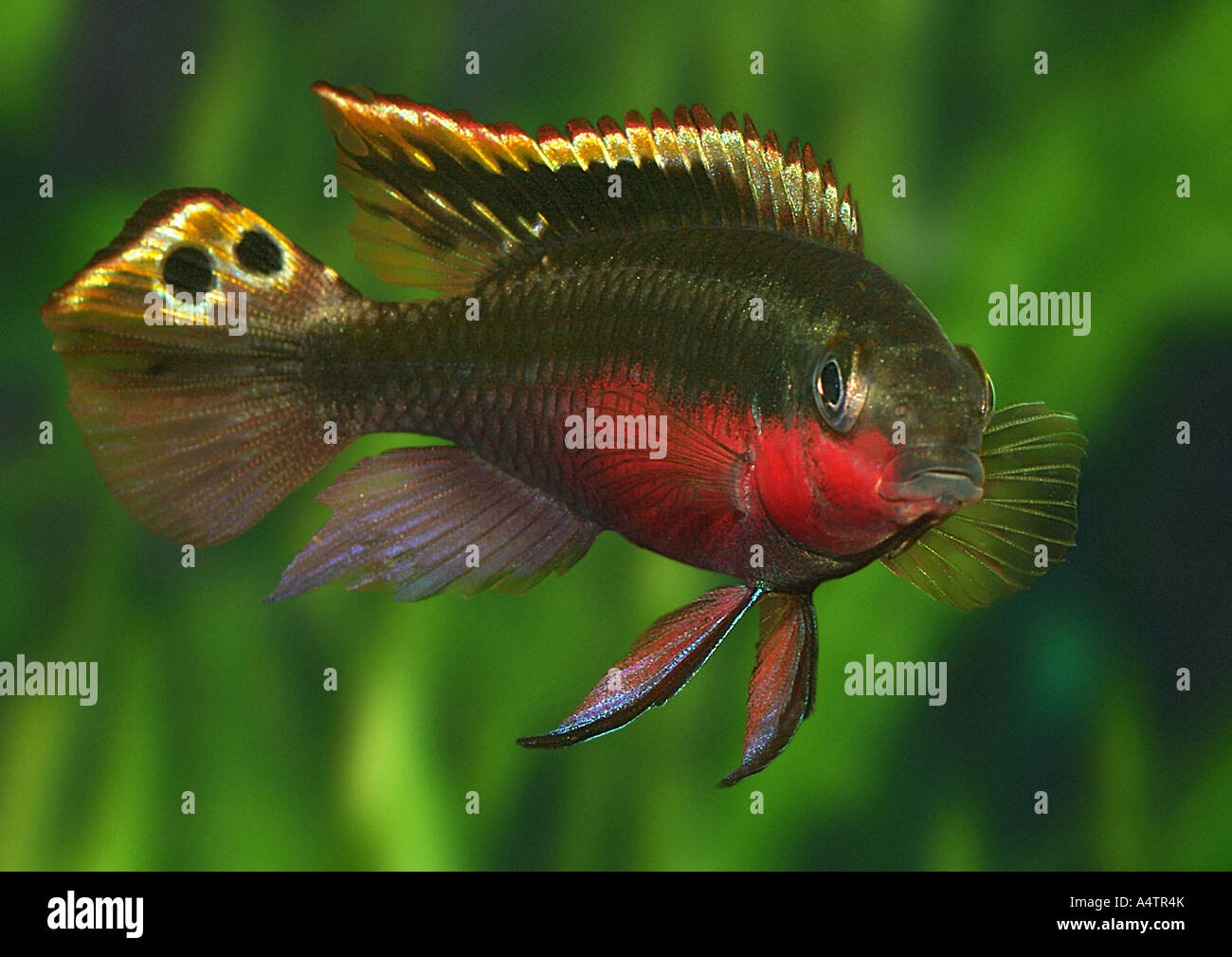 cichlid / Cichlidae Stock Photo - Alamy