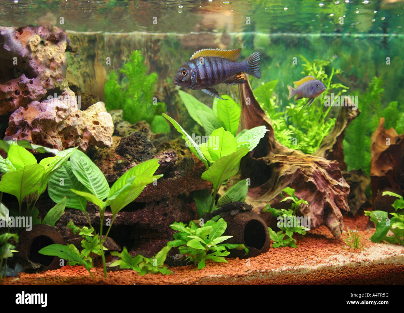 Aquarium with ornamental fishes Stock Photo Alamy