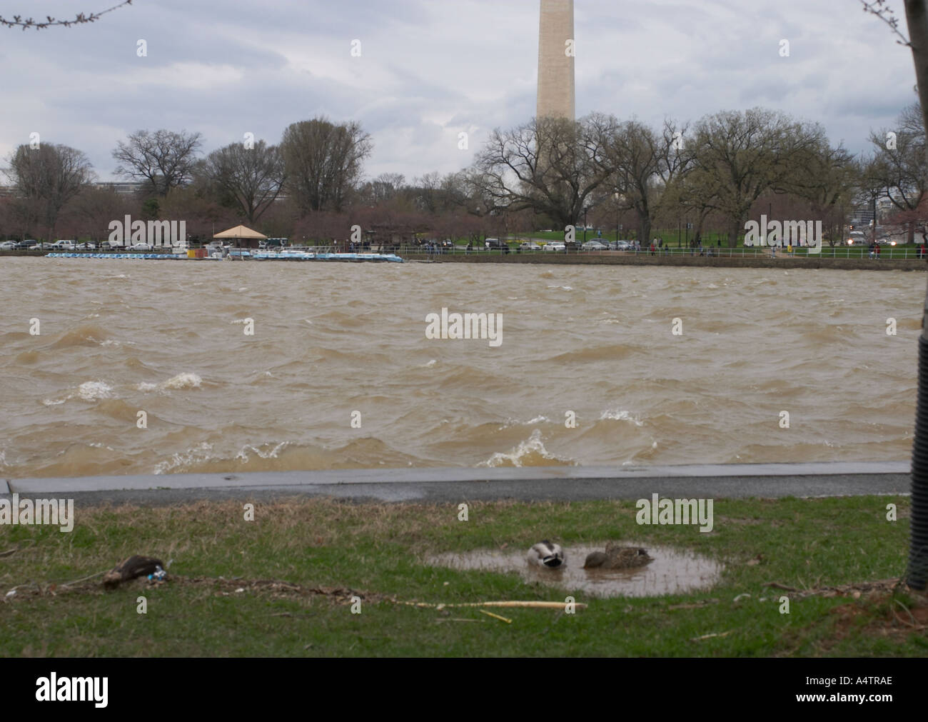 Rough weather along the Tidal Basin near the Washington Monument and Jefferson Memorial Stock Photo