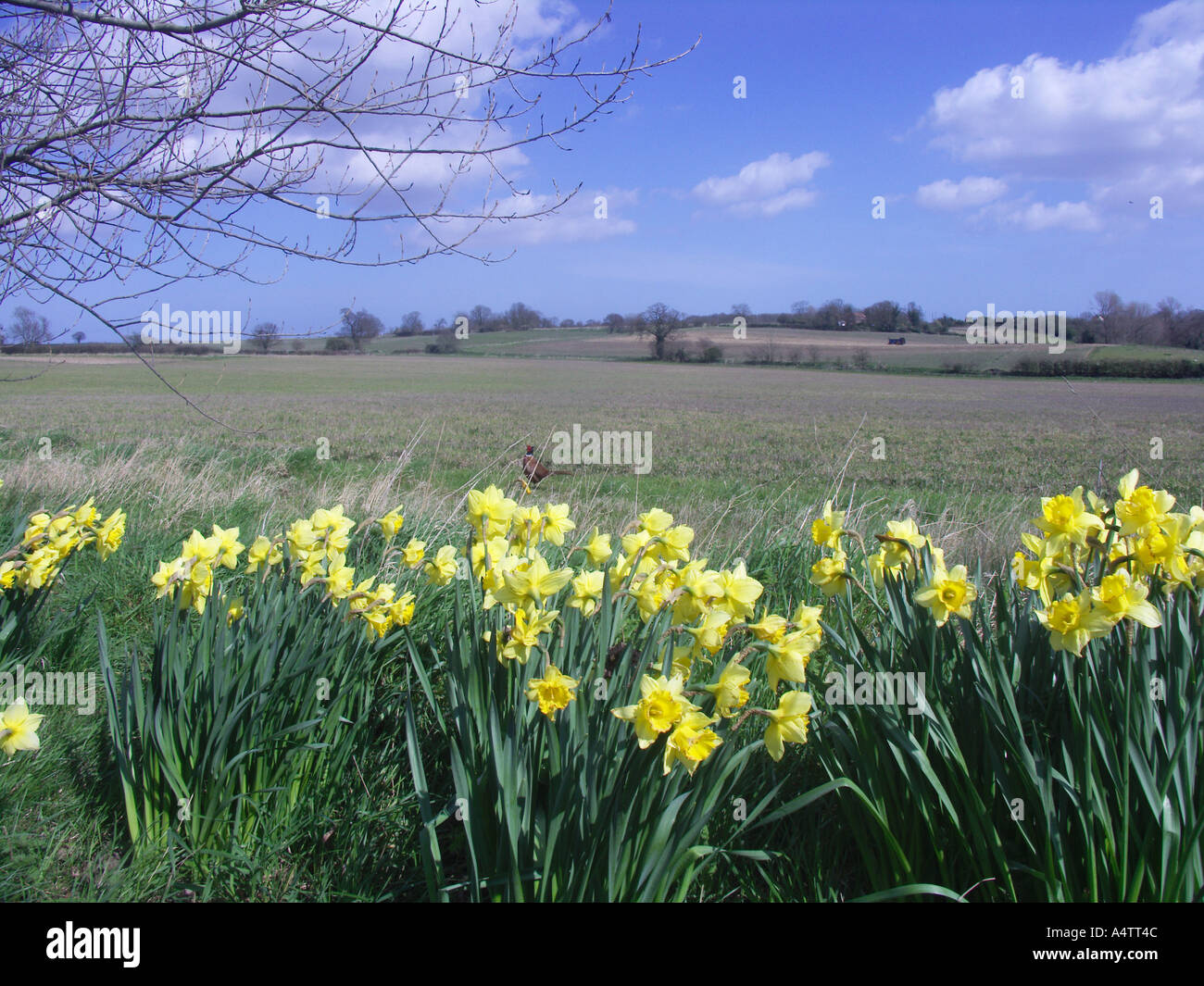 Daffodils in verge view looking over field to Devil s stile hill Burgh