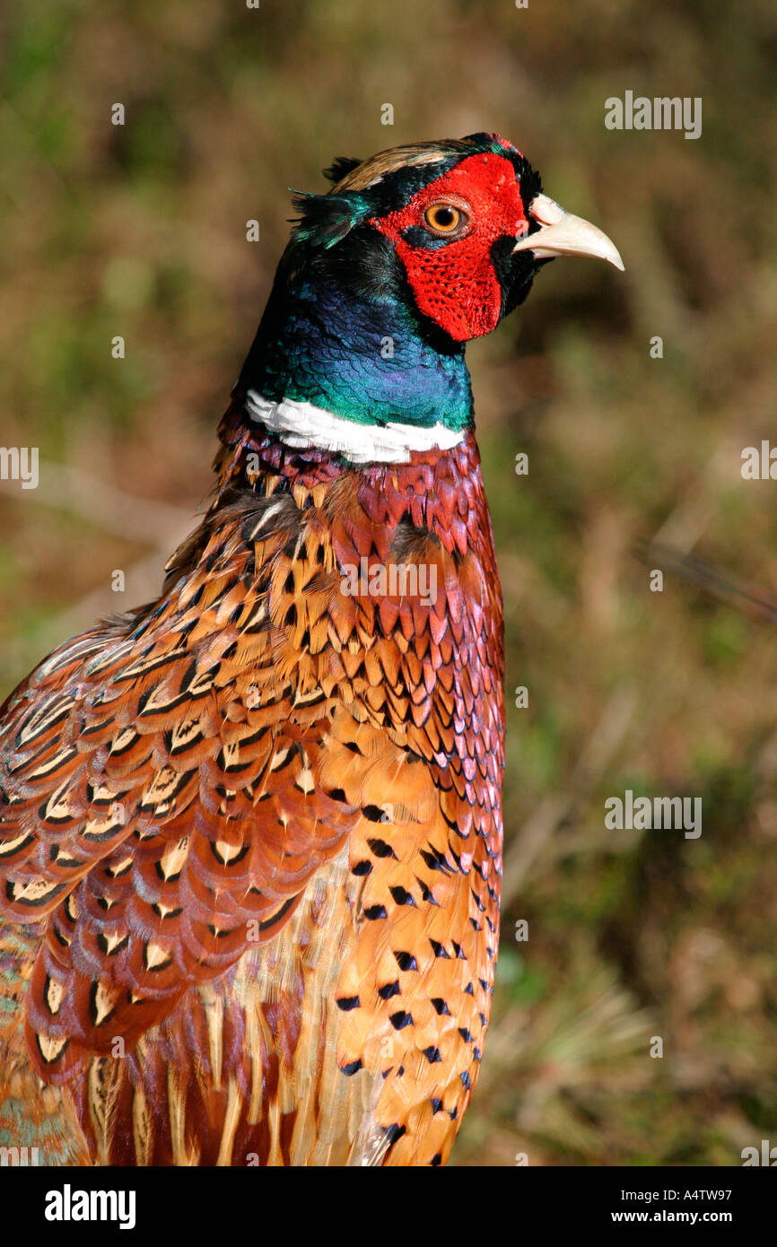 Close up head shot of pheasant in grasses Stock Photo