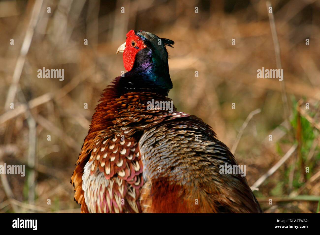 Close up head shot of pheasant in grasses Stock Photo