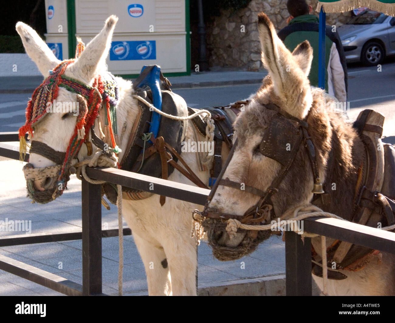 Donkey Taxi resting Mijas Pueblo, Andalucia, Spain, Stock Photo