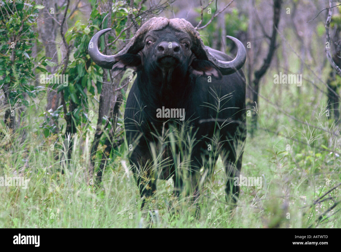Buffalo Bull, Syncerus caffer Stock Photo