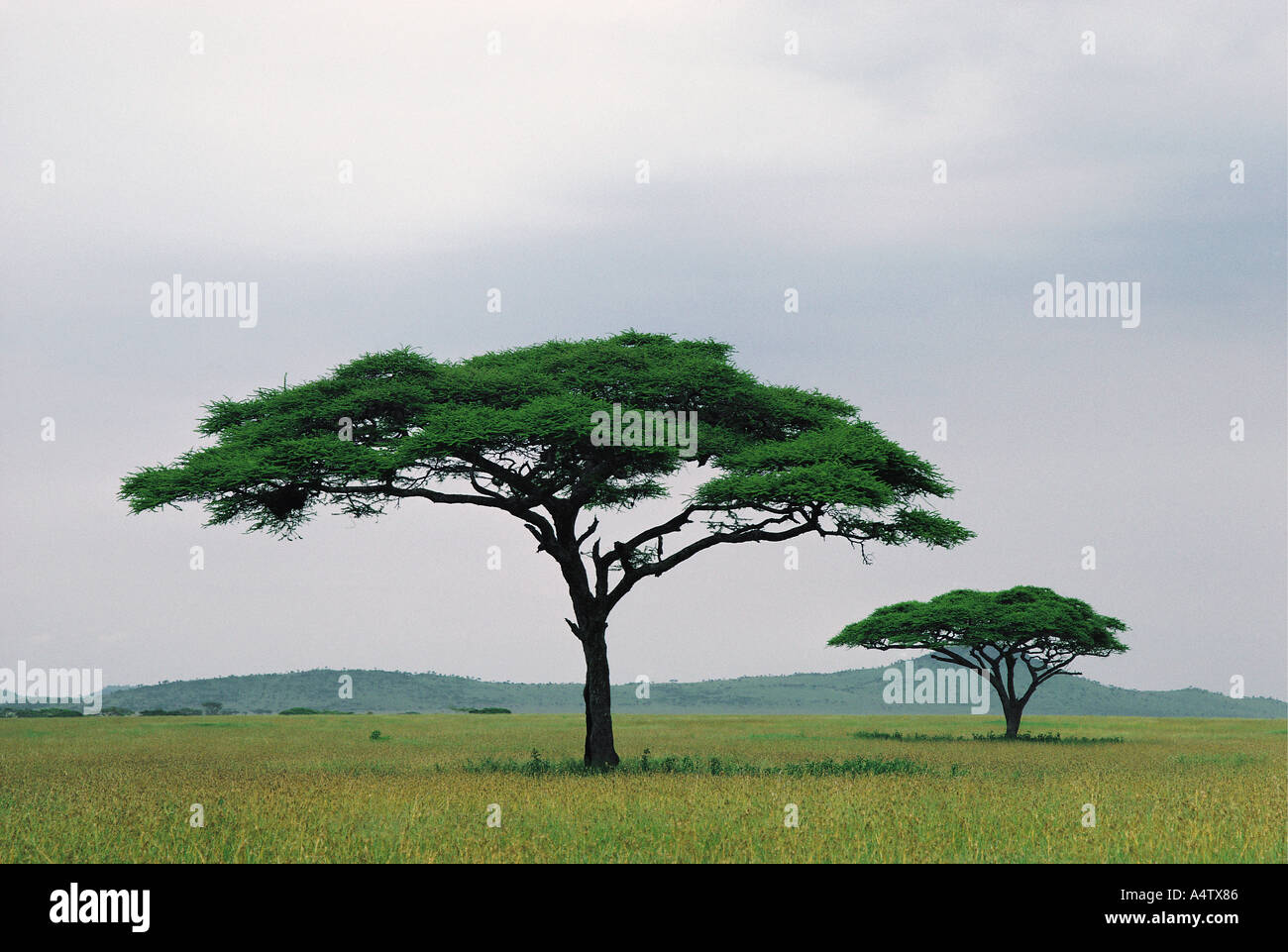 Two Umbrella Acacia trees near Seronera in the Serengeti National Park Tanzania East Africa Stock Photo