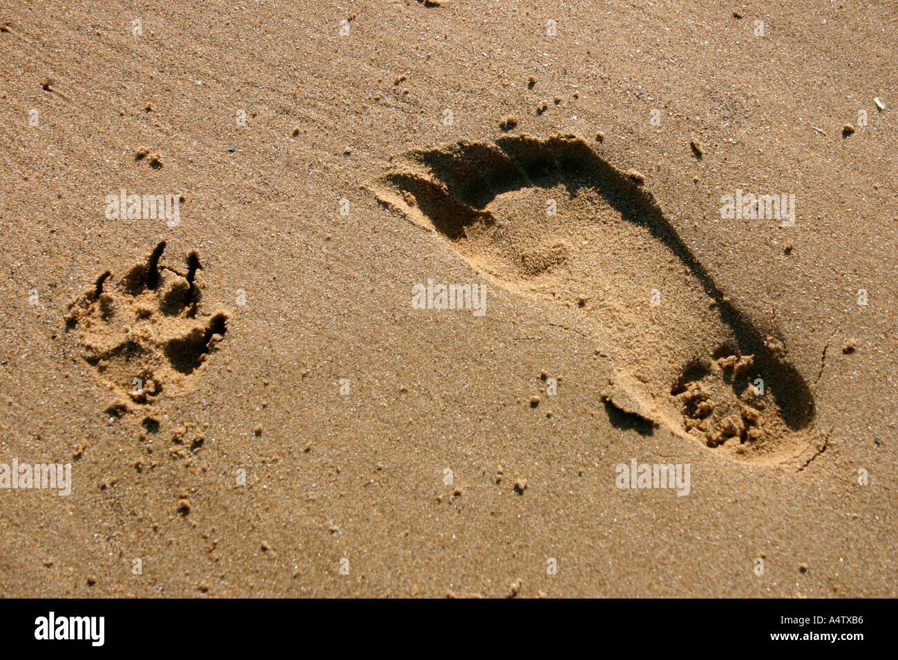 Man and Dog footprints in the sand Stock Photo - Alamy