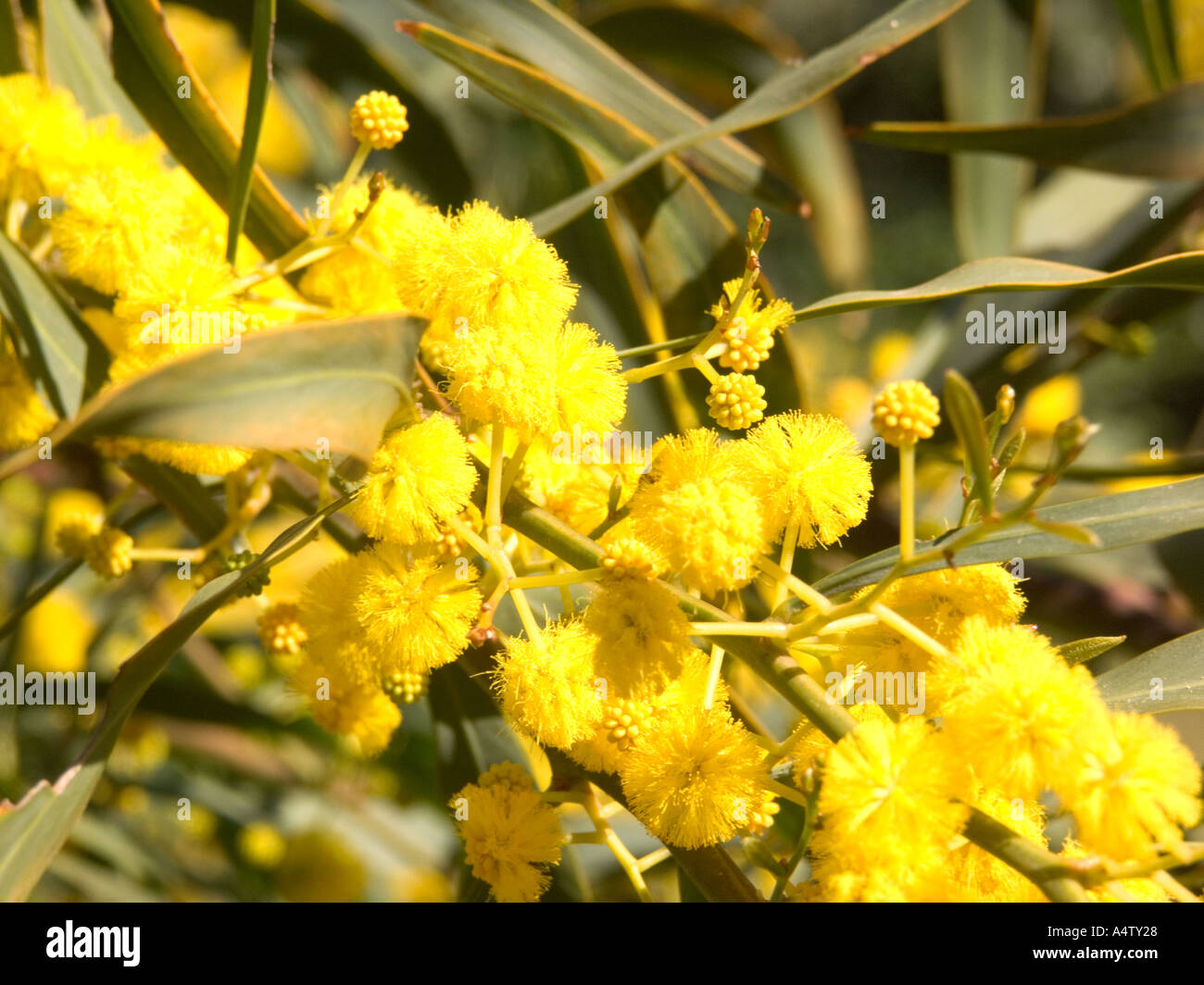 Mimosa or Golden Wattle tree (Acacia saligna) in flower , also known as Golden Wreath Wattle or Orange Wattle Mimosa Stock Photo