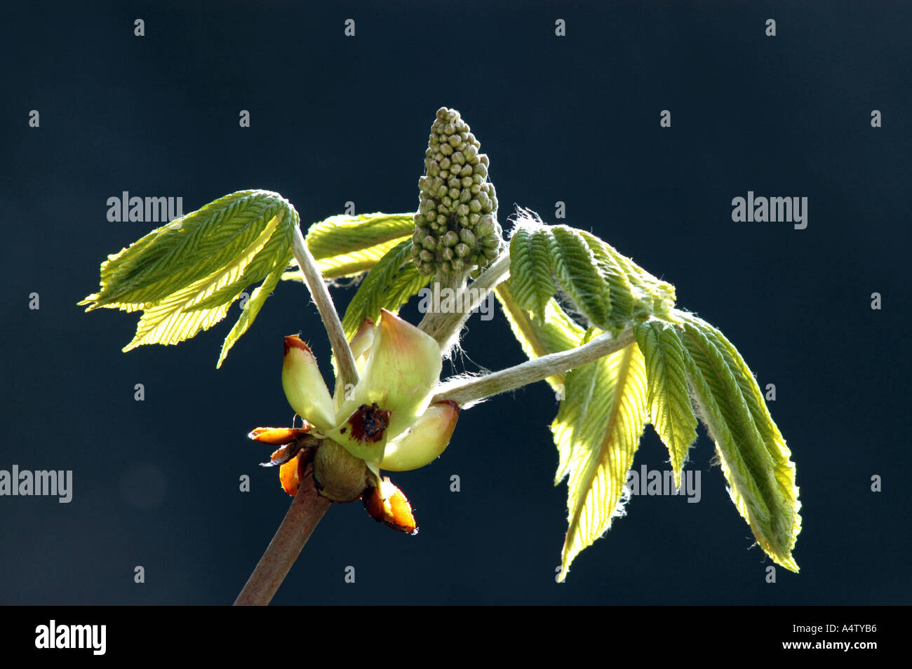 Horse chestnut flower and new leaves Stock Photo