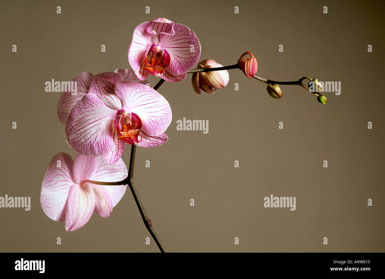 Candystripe pink flowering orchid Phalaenopsis Stock Photo