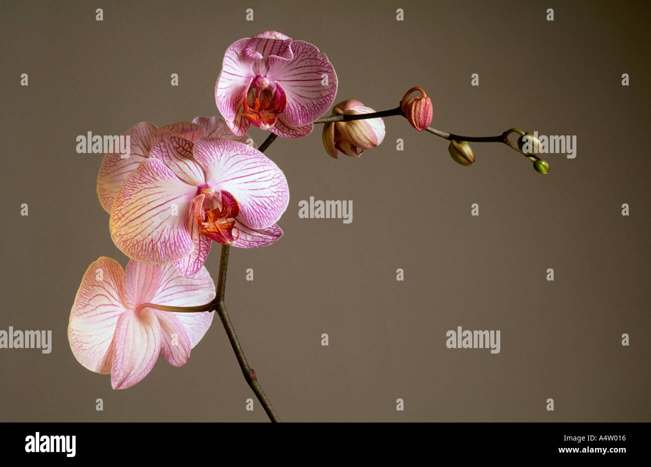 Candystripe pink flowering orchid Phalaenopsis Stock Photo