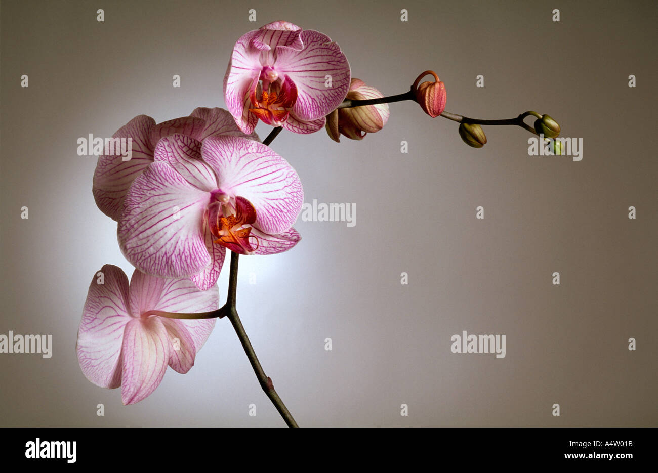 Pink candystripe flowering orchid Phalaenopsis Stock Photo