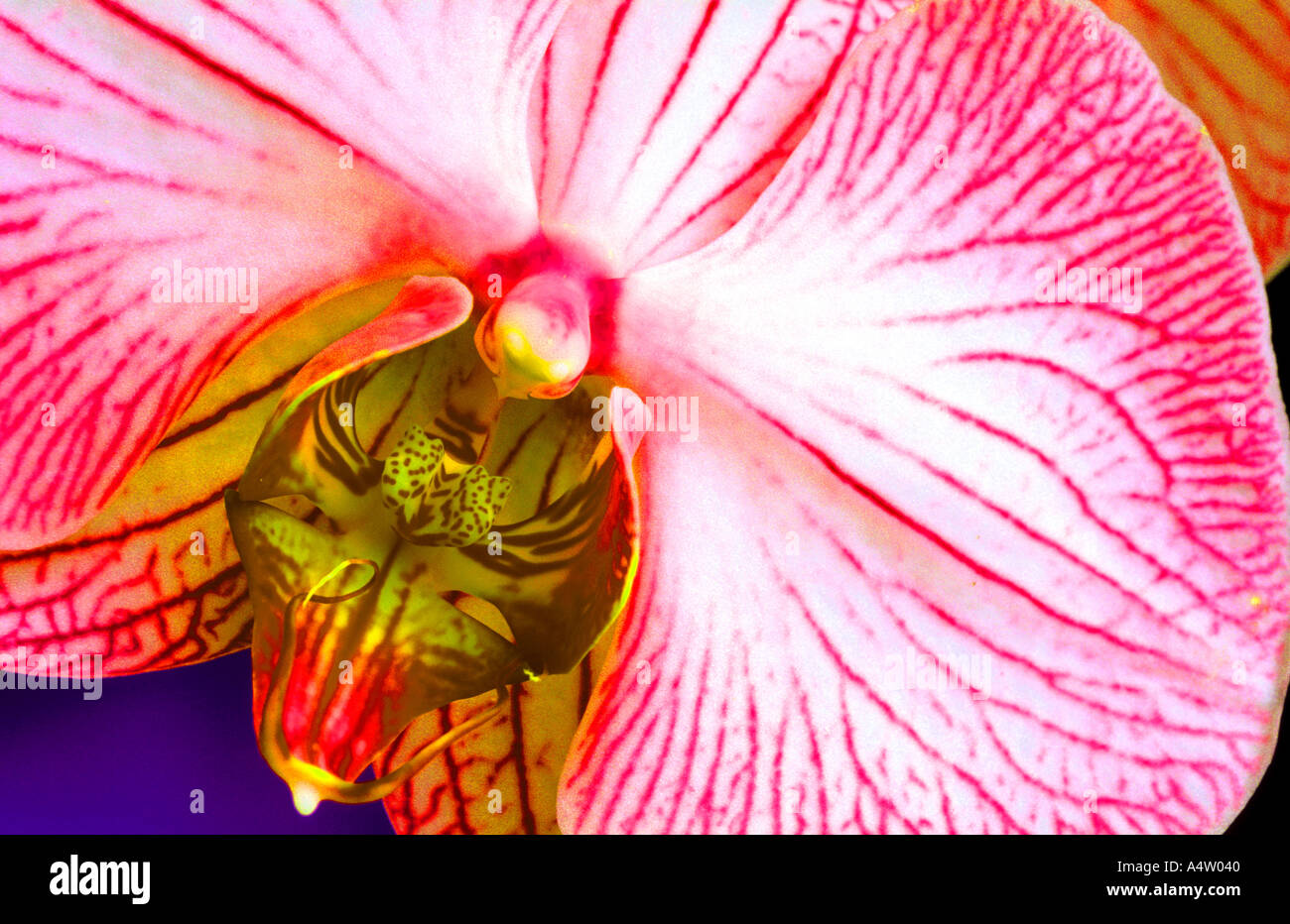 Flowering orchid Phalaenopsis with digital effects  Stock Photo