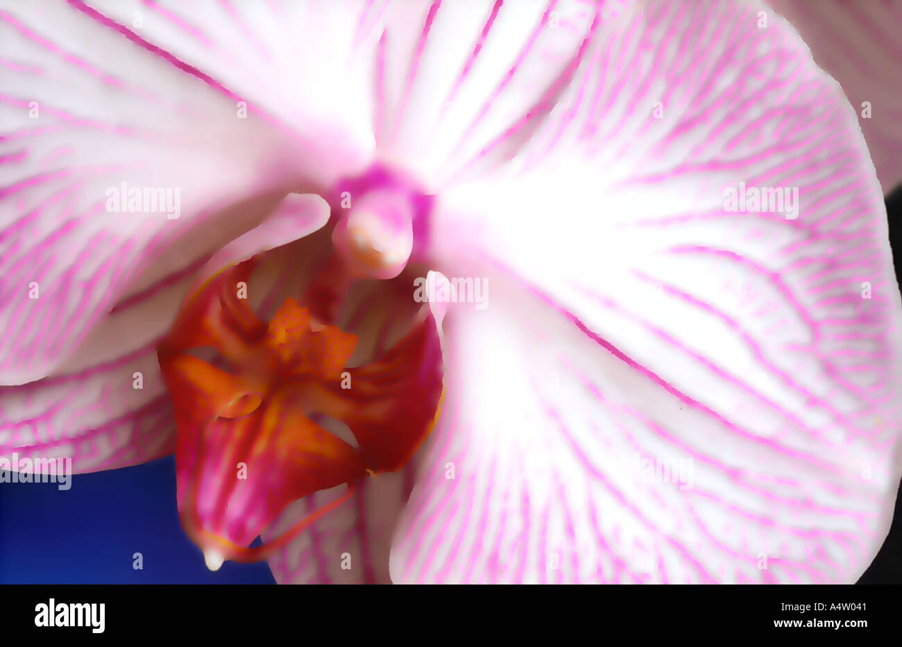 Close up of pink flowering orchid Phalaenopsis blurred with digital effects. Stock Photo