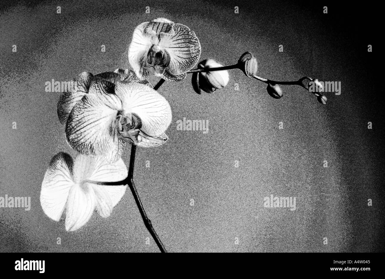 Flowering orchid Phalaenopsis made to look like a pencil drawing Stock Photo