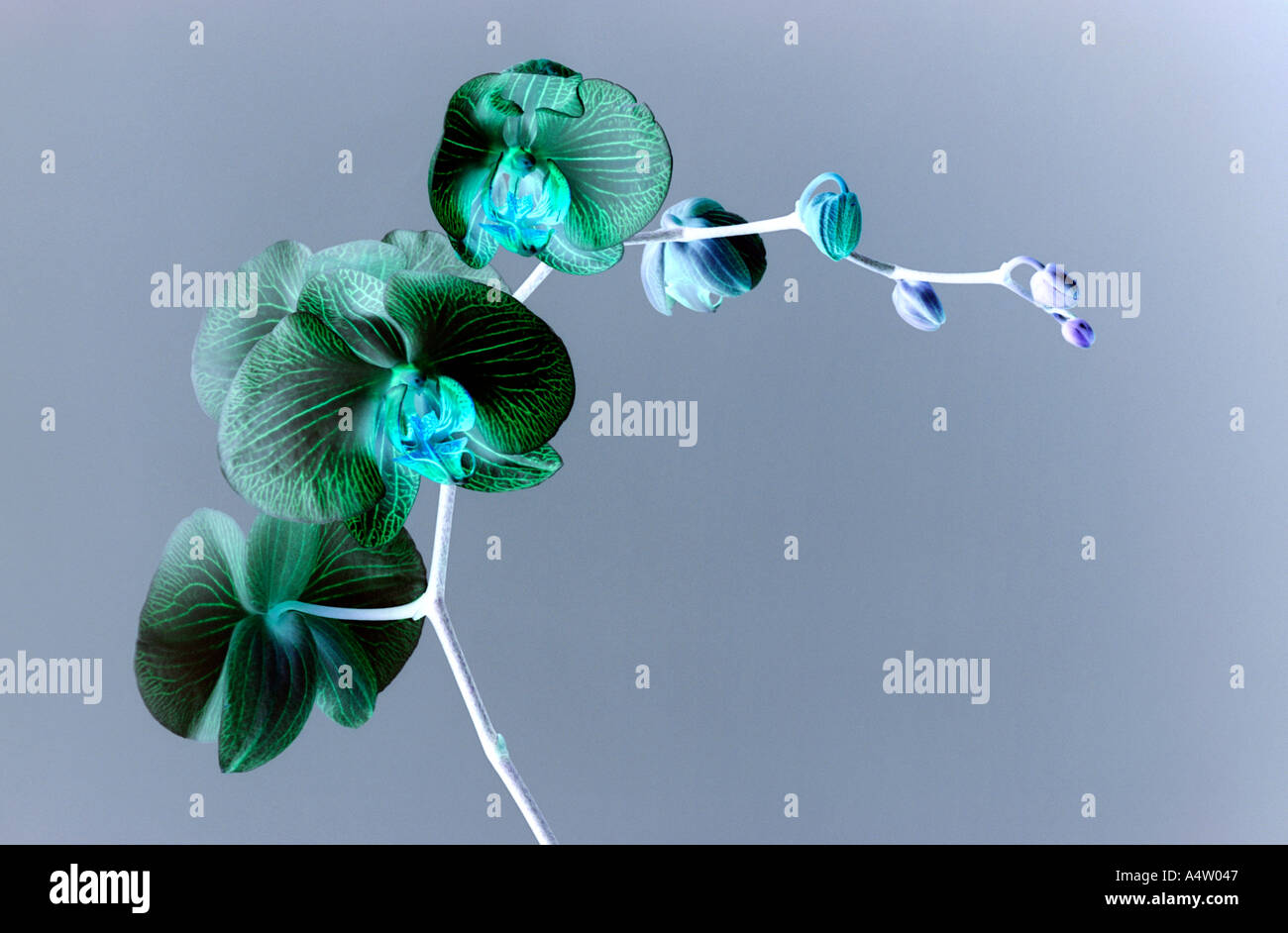 Flowering orchid Phalaenopsis in negative. Stock Photo