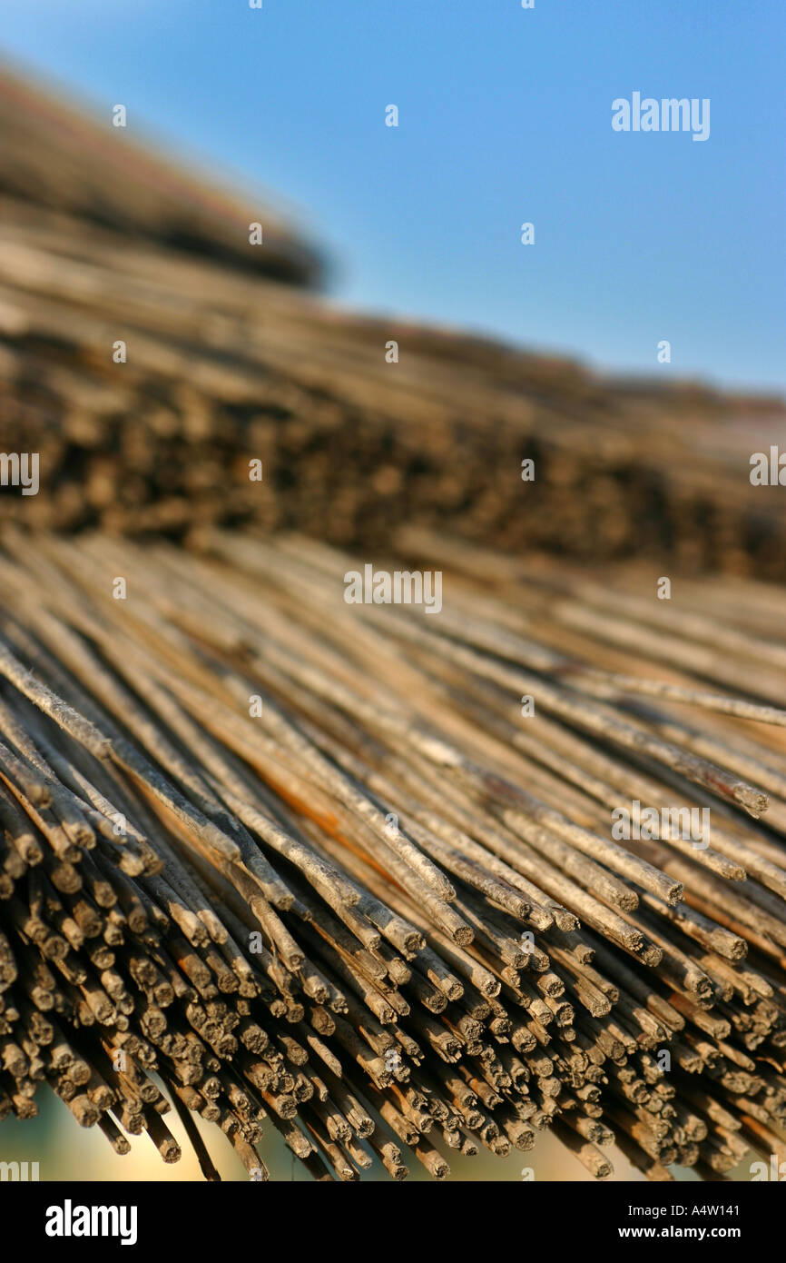 Palm sun shade Stock Photo Alamy