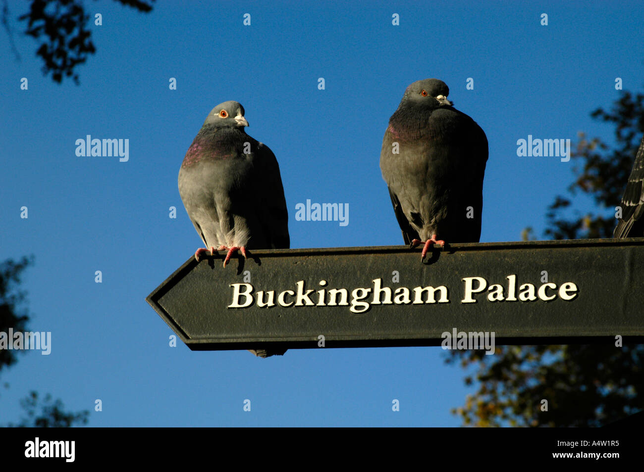 Two pigeons sitting on signpost pointing in direction of Buckingham Palace, London, England, UK Stock Photo