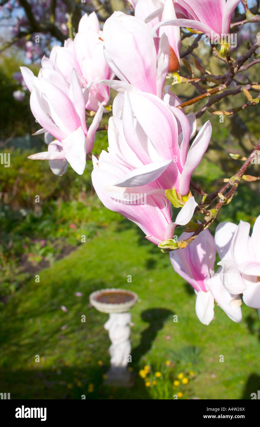 Magnolia in bloom with birdbath on spring day in English garden Stock ...