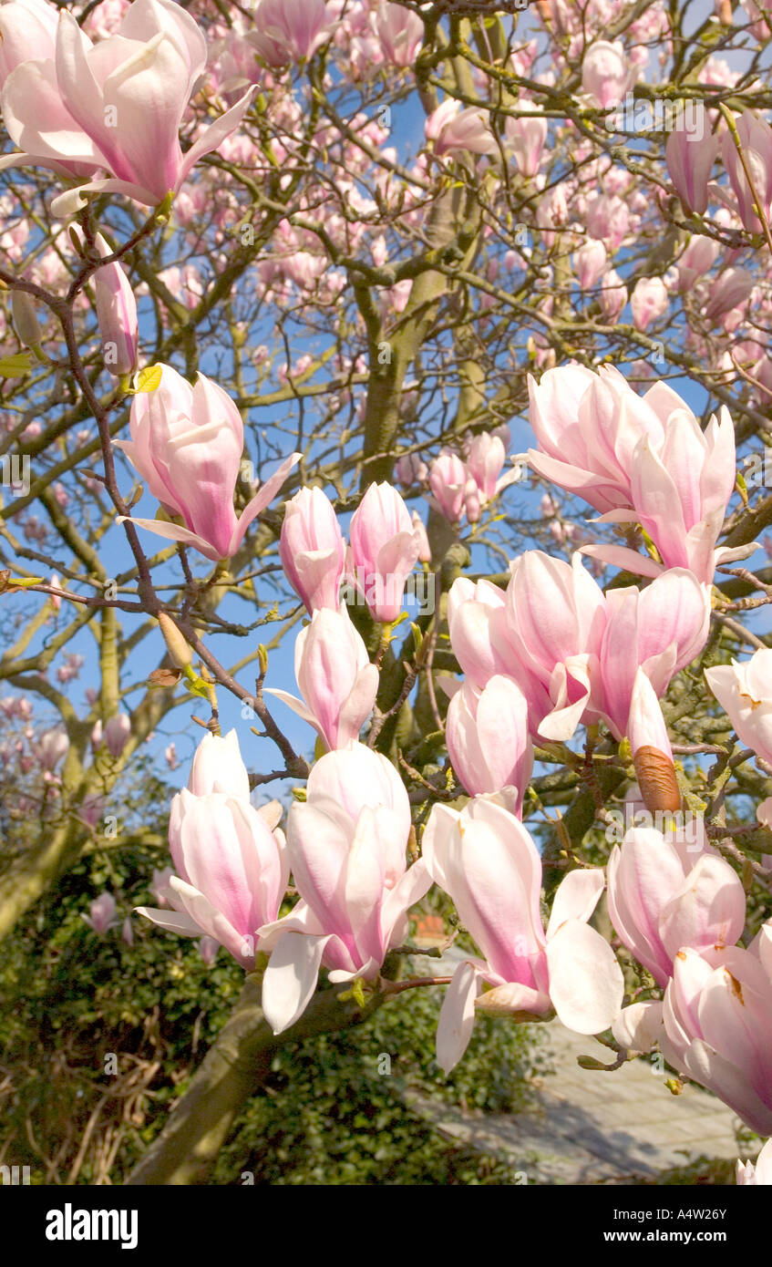 Magnolia in bloom on spring day in English garden Stock Photo - Alamy