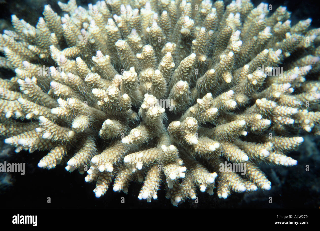 Staghorn coral in closeup growing on a coral reef in The Maldives, Indian Ocean Stock Photo