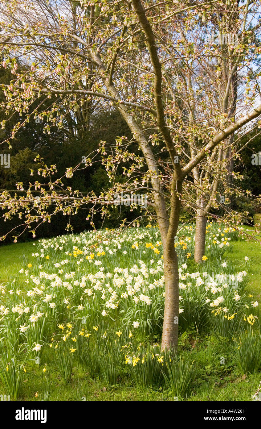 daffodils narcissus   around trees in a  spring countryside scene Stock Photo