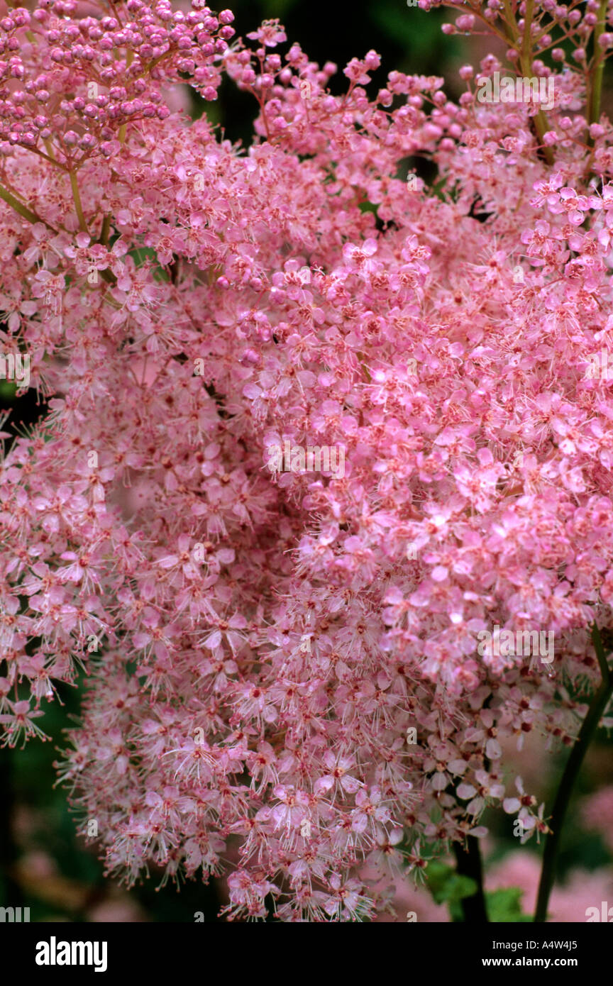 Filipendula rubra 'Venusta' Stock Photo - Alamy