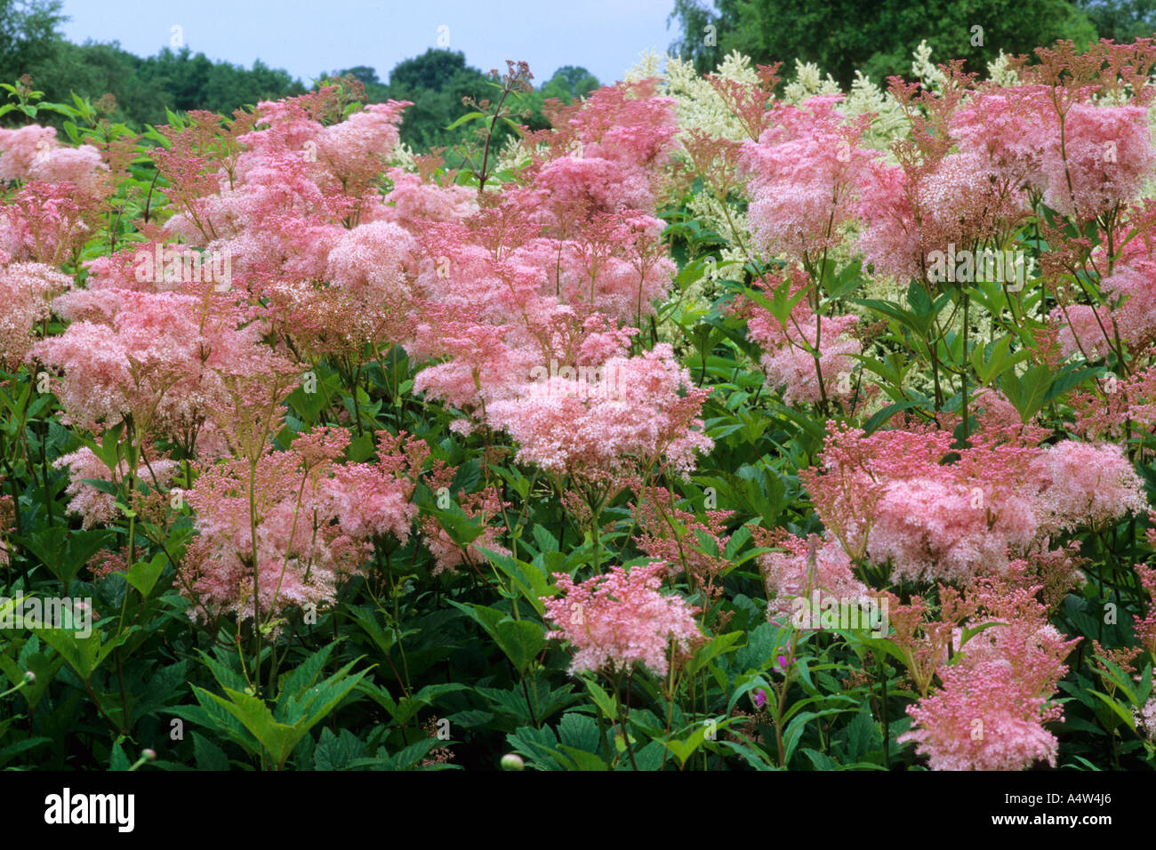 Filipendula rubra 'Venusta', Pensthorpe Millenium Garden, Norfolk, design Piet Oudolf Stock Photo