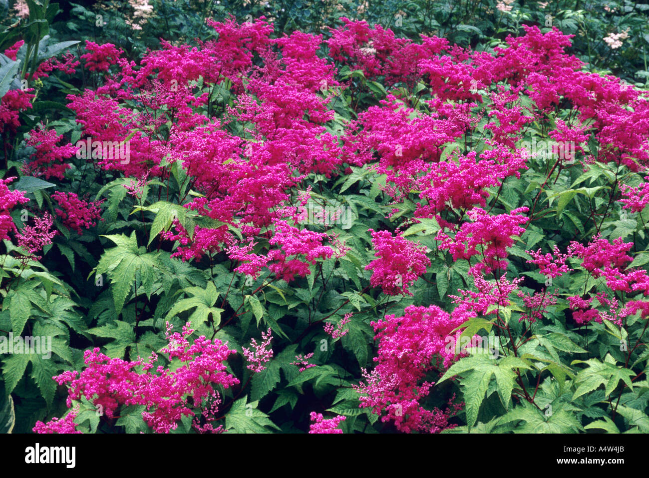 Filipendula rubra Stock Photo