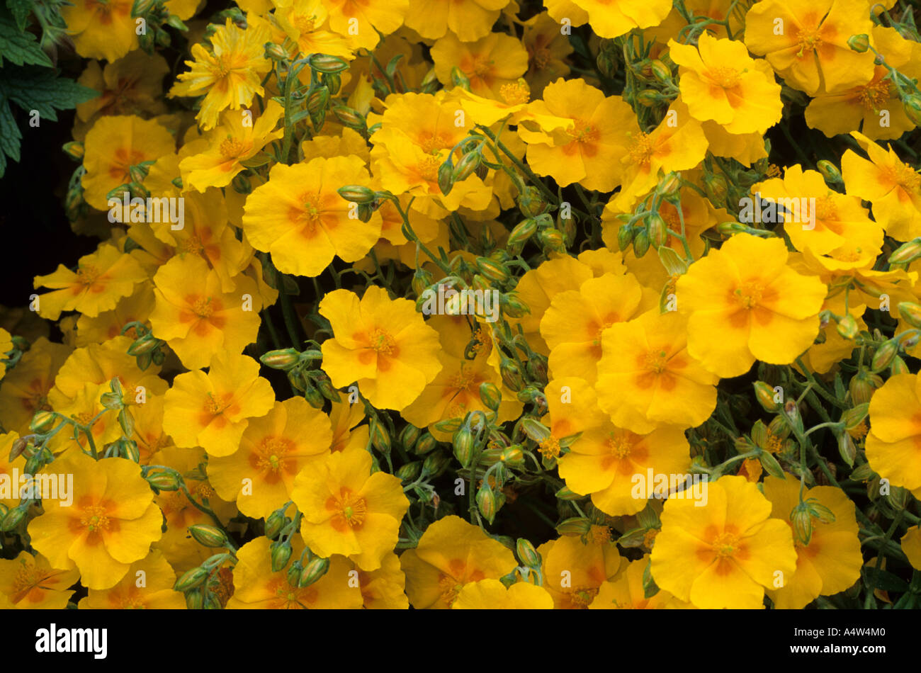 Helianthemum 'Ben Fhada' rock rose, rockery, ground cover garden plant yellow flower helianthemums Stock Photo