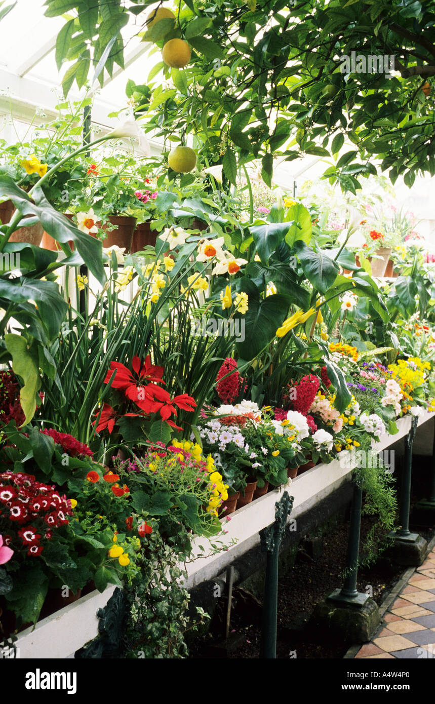 Orangery Conservatory Spring Plants Narcissus Daffodils Orange Tree orangery-conservatory-spring-plants-narcissus-daffodils-orange-tree