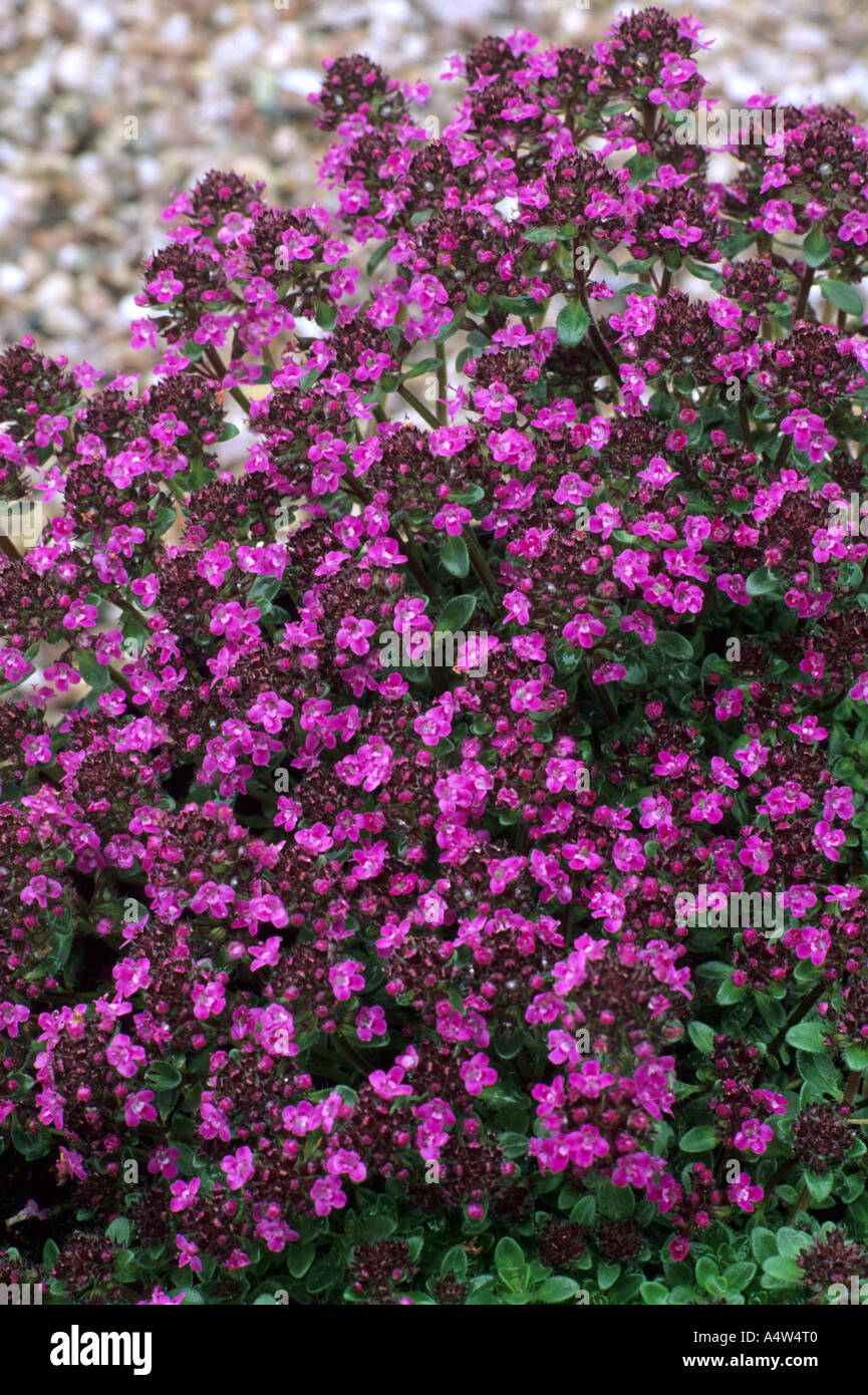 Thymus serphyllum 'Fulney Red ' Stock Photo