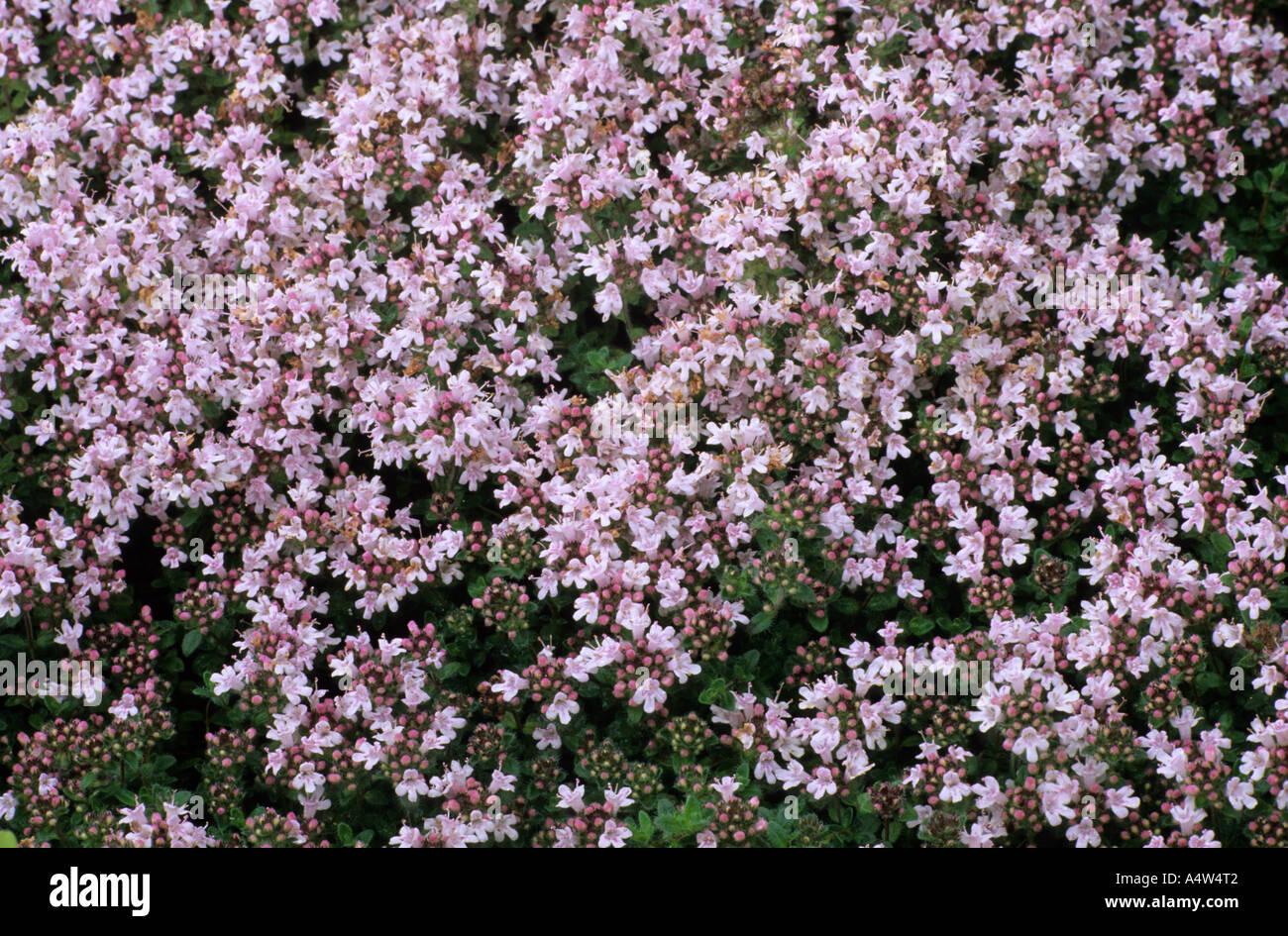 Thymus serphyllum 'Pink Chintz' Stock Photo