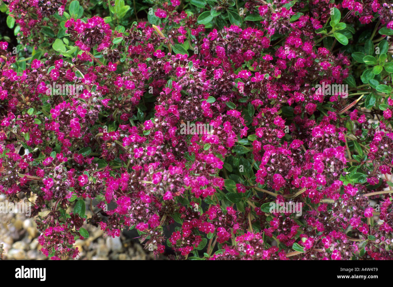 Thymus serphyllum 'Ruby Glow', syn. T.'Ruby Glow' Stock Photo
