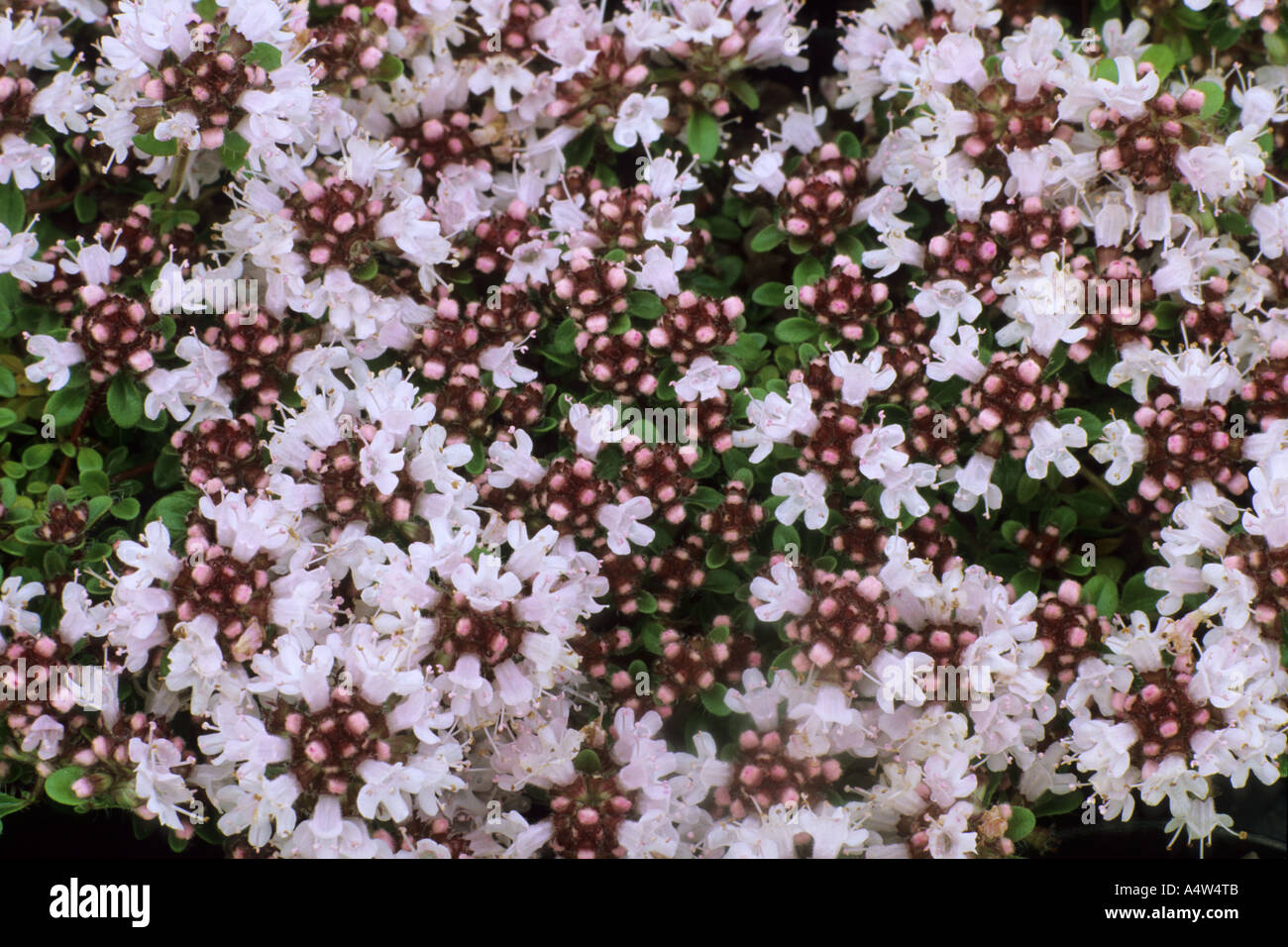 Thymus serphyllum 'Vey' Stock Photo