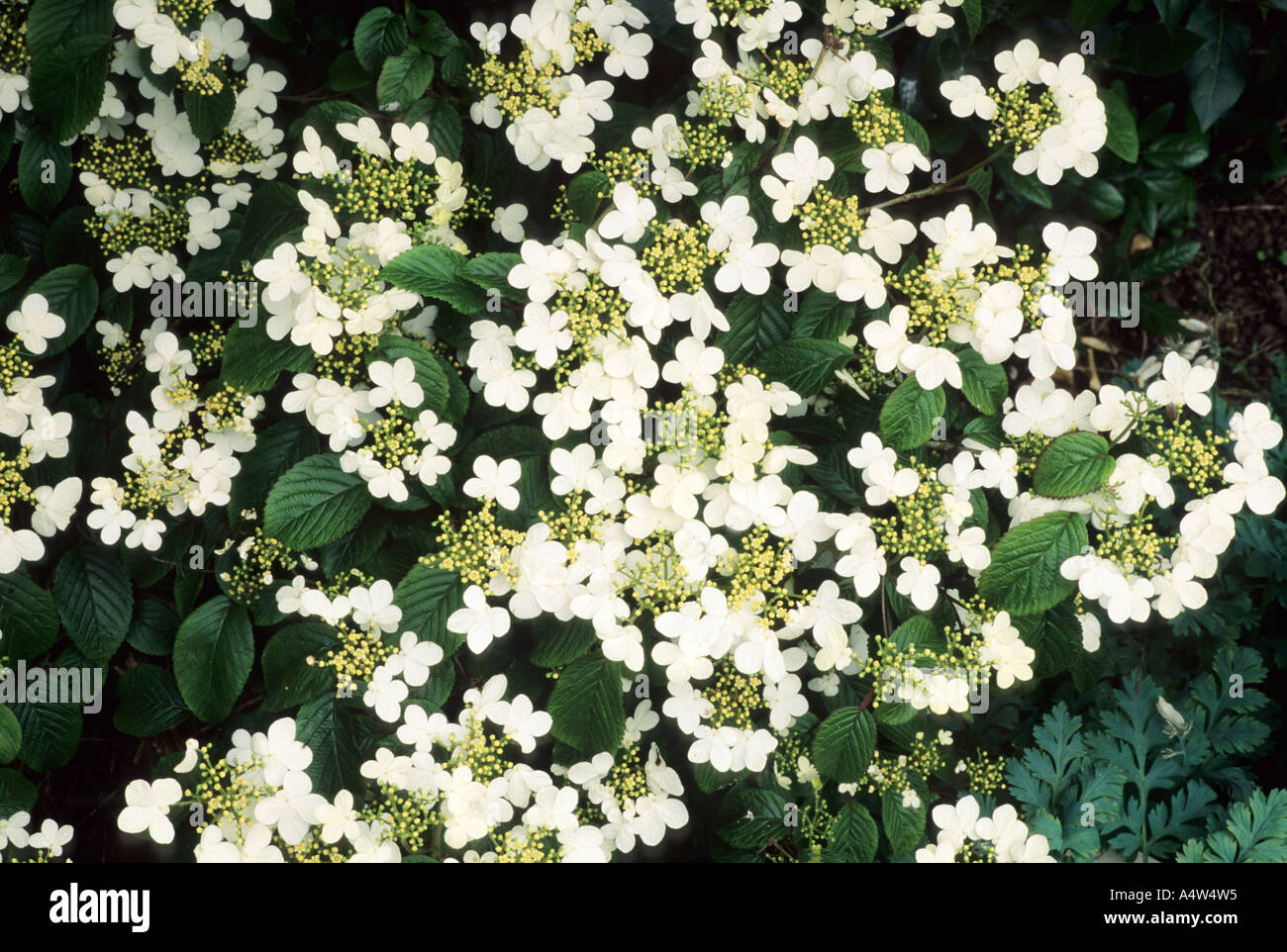 Viburnum plicatum 'Nanum Semperflorens' Stock Photo