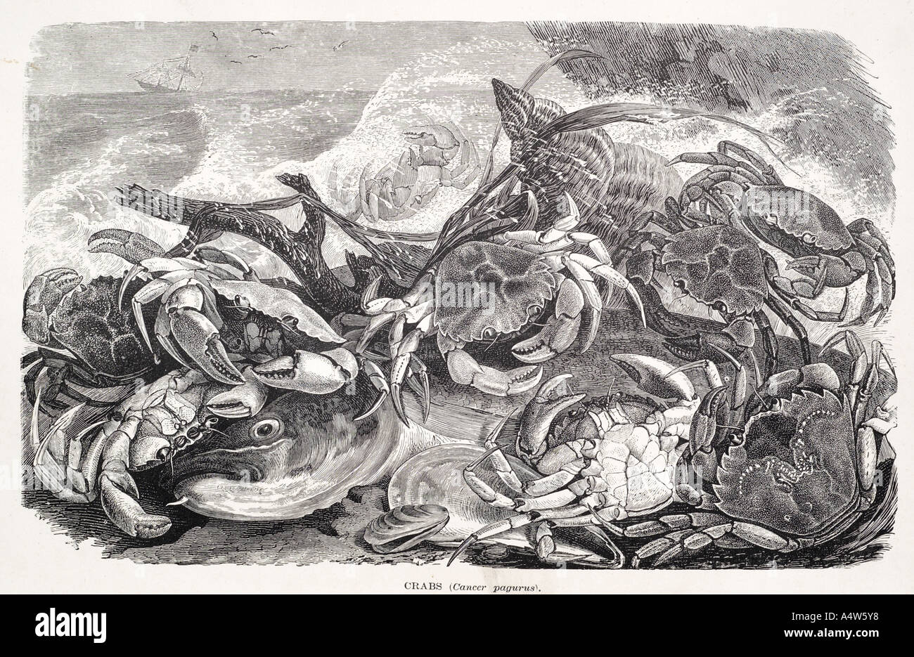 Crab crustacean shell claw food sea harvest fish pincer hard coast coastal wave salt water spray