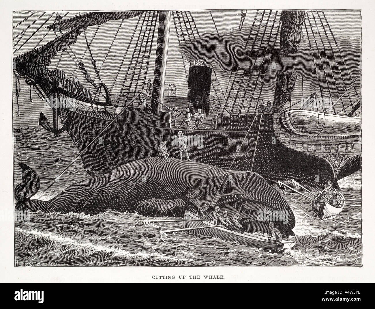 whale whaling hunt harpoon factory ship steam boat ship work sail industry slaughter process dead kill dissect animal butcher oi Stock Photo