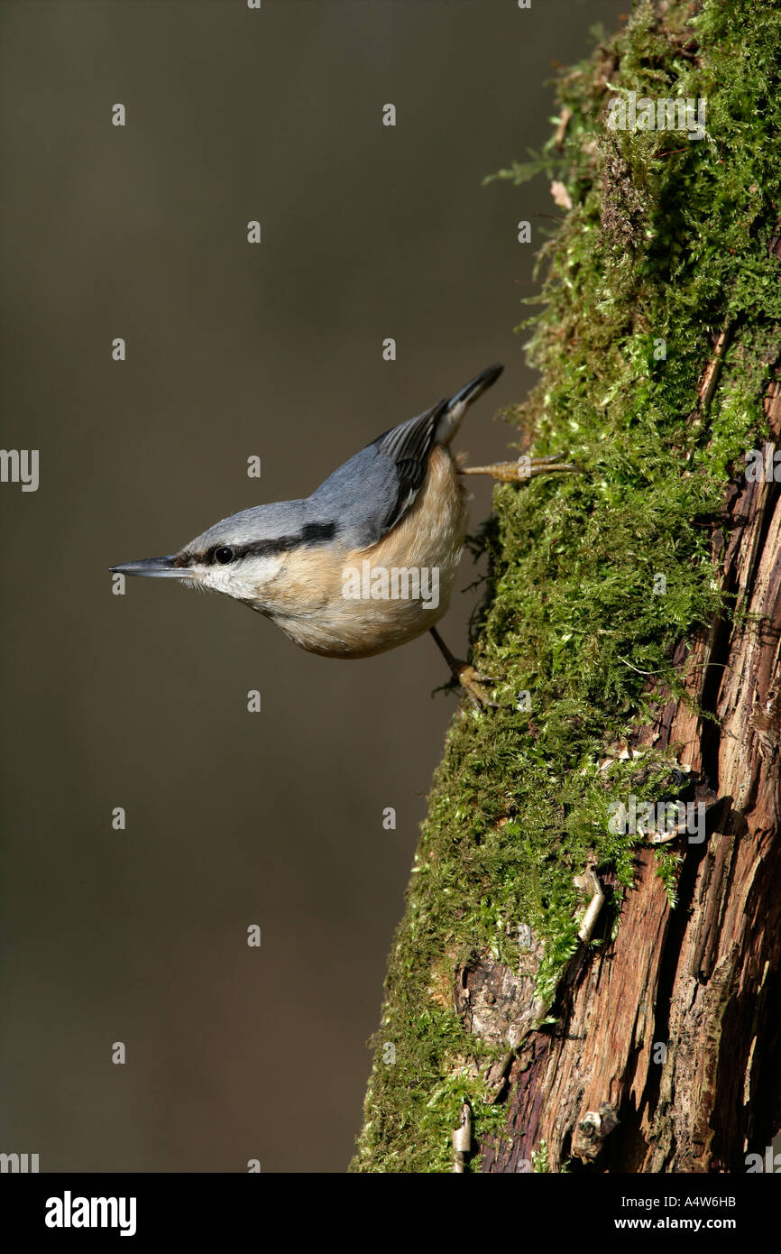 nuthatch-sitta-europaea-uk-stock-photo-alamy