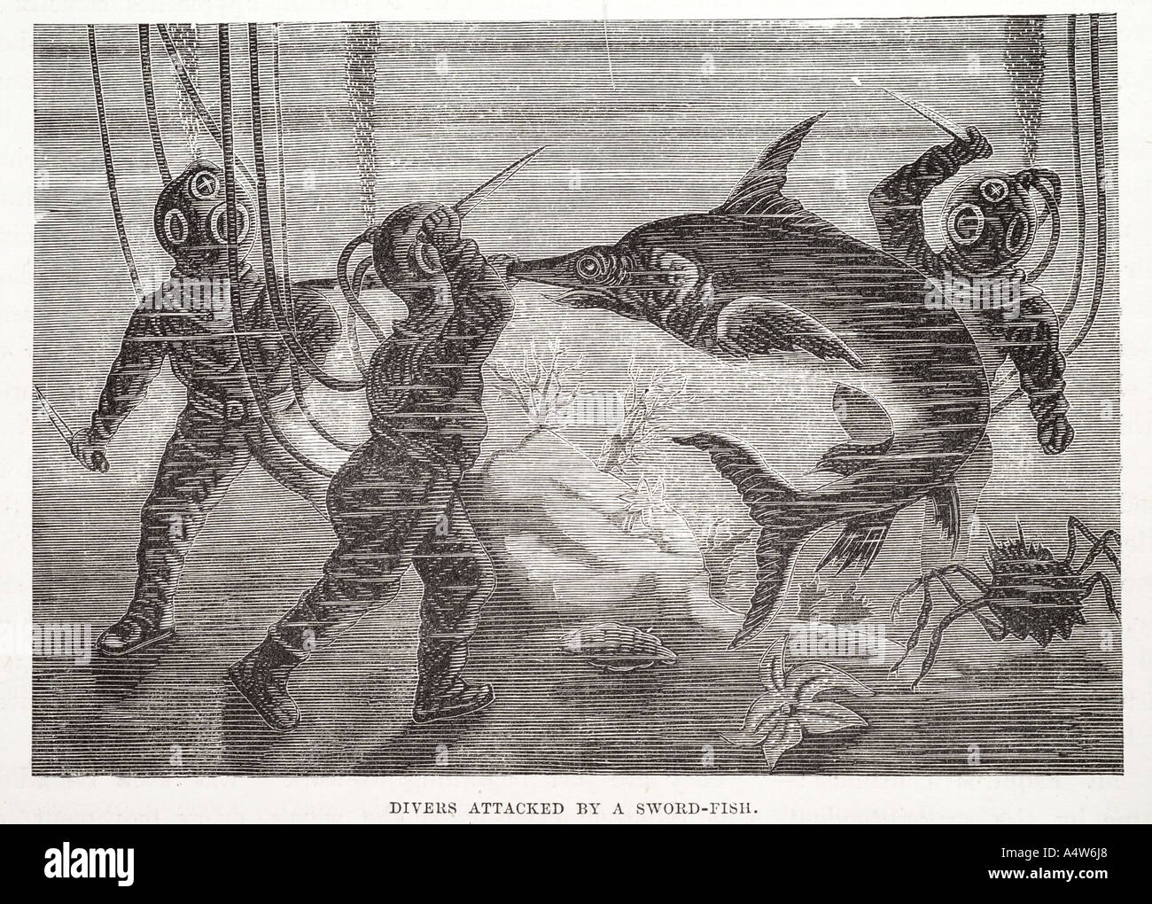 Underwater air line dry suite fish attack dive submerge swim work helmet diving knife animal dangerous peril nautical marine mar Stock Photo