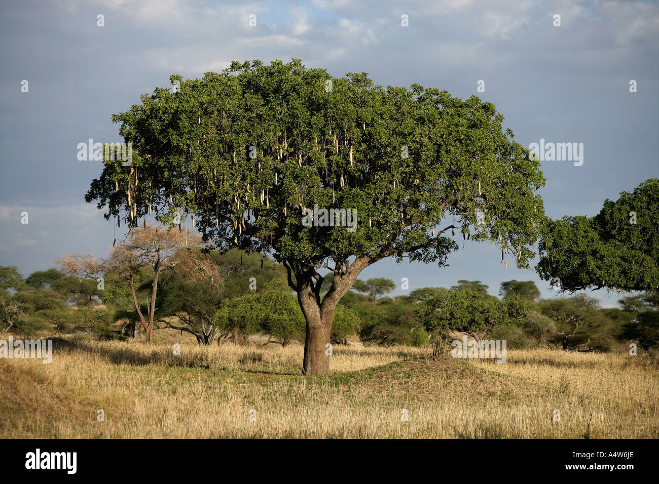 SAUSAGE TREE Kigelia pinnata Tanzania Stock Photo