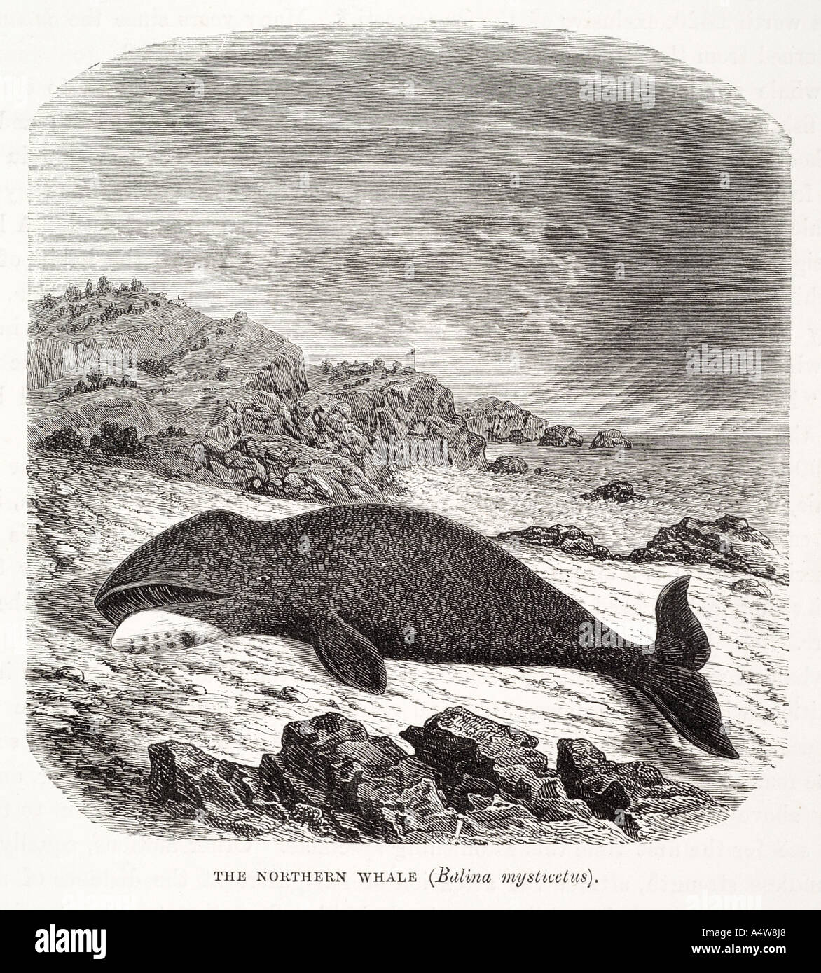 northern whale mesoplodont leviathan mammal beached coast dead ashore cetacean ocean arctic marine deep sea  natural history Stock Photo