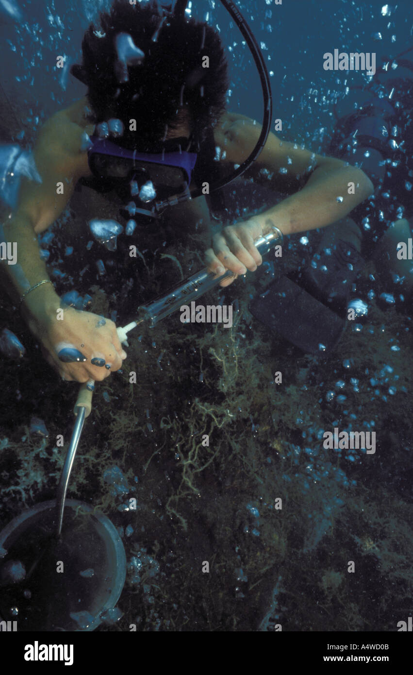 Gas bubbles coming up while scuba diver is working Stock Photo Alamy
